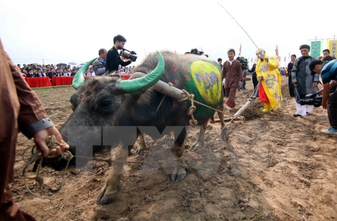 Tái hiện hình ảnh vua đi cày đầu năm ở lễ hội Tịch điền-Đọi Sơn 2014. (Ảnh: Thanh Tùng/TTXVN)